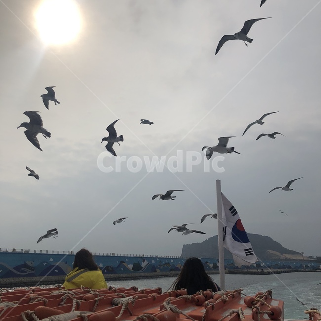 animal,동물,bird,새,태극기,바다
