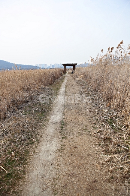 소래습지생태공원,갈대,억새,습지,풍경,식물,자연,겨울,생태공원