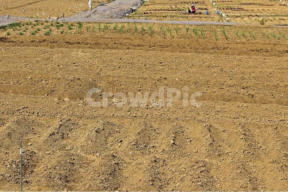 봄,밭,흙,땅,농장,일,고랑,자연,spring,soil,ground,farm,labor,furrow,nature,텃밭,도시텃밭,공동체텃밭,텃밭가꾸기,텃밭일구기,텃밭만들기,밭갈기,토양,작업,경작,주말농장,텃밭이름표,도시농부,근로,아르바이트,노동,상일동,이랑,두둑,농원,농가,농촌,농사,재배,채소밭,맑음,여가,오후,채소,야채,유기농,일용근로자,품삯,아주머니,1명,1사람,40대,작업복,밭두렁,두렁,식물,일당,밭이랑,농업,농사,agriculture,farming,farming industry