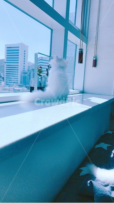 고양이,cat,페르시안,먼치킨,하얀고양이