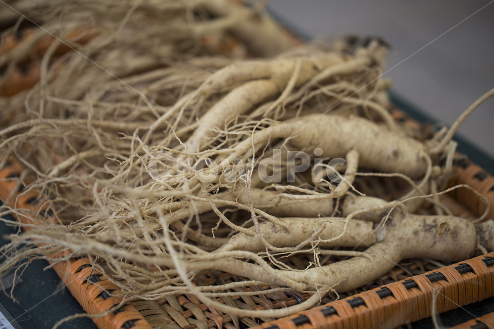 인삼,뿌리,한약,약재,한방,식재료,6년근,보양식,음식,식재료,요리,food,cook,meal,dishes,food reserves