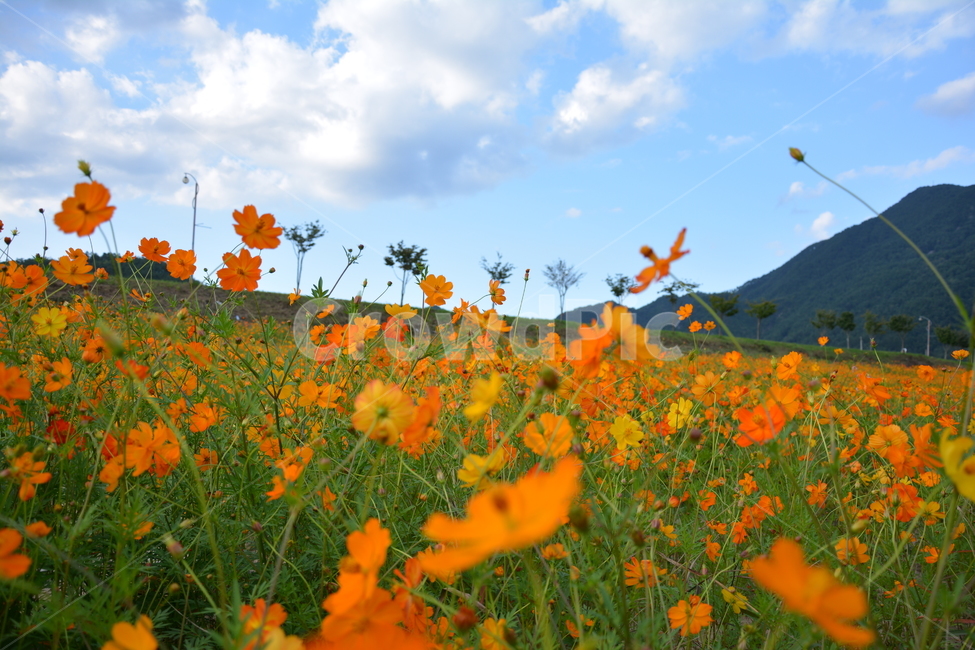 구름,꽃,하늘,산,들판,들녘,cloud,flower,sky,가을,계절,fall,autumn,season,식물,자연,plants,nature,꽃,flower,outdoors,옥외,grassland,목초지,field,들,meadow,farm,농장,rural,농촌