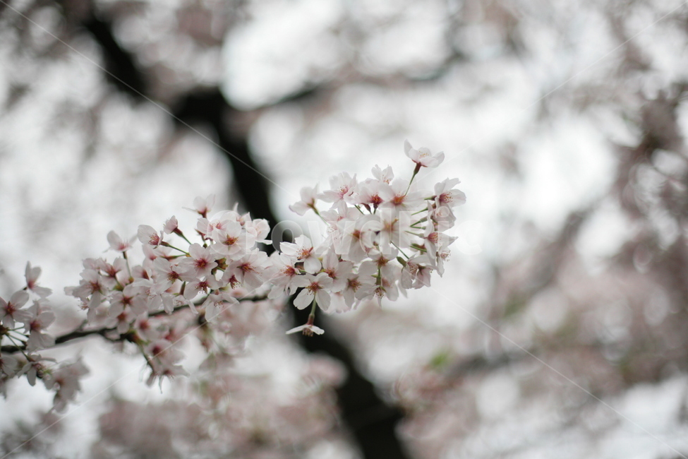 plant,식물,blossom,flower,일본,나카메구로,벚꽃,사쿠라,하나미,봄,계절,spring,season