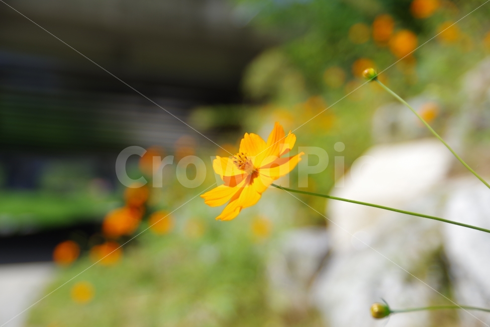 코스모스,노랑코스모스,주황색코스모스,가을,꽃,가을,계절,fall,autumn,season,식물,자연,plants,nature,꽃,flower,감성,sensible,feeling,plant,blossom,petal,꽃잎