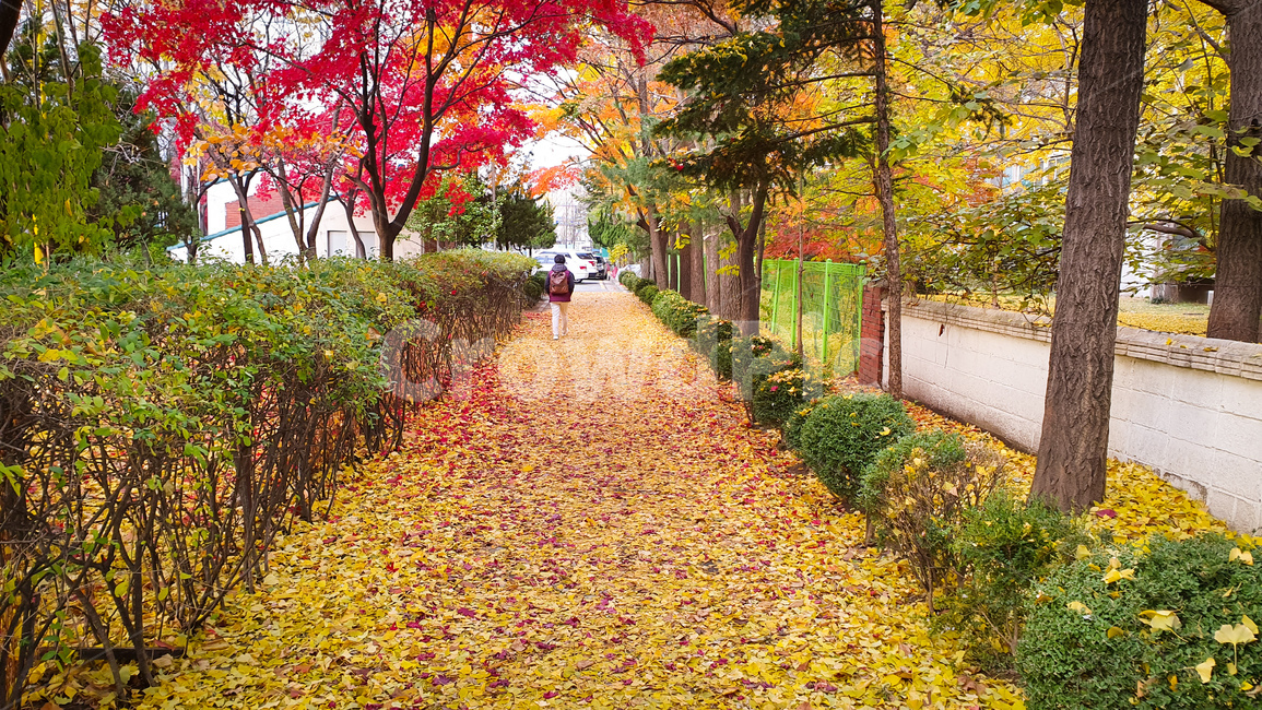단풍,낙엽,가을,가을풍경,울긋불긋,붉은색,노란색,아름다운,풍경,경치,식물,잎,나뭇잎,자연,길,산책로,샛길,나무,계절,뒷길,숲길,단풍잎,수북한,가을,계절,fall,autumn,season,자연,풍경,nature,landscape