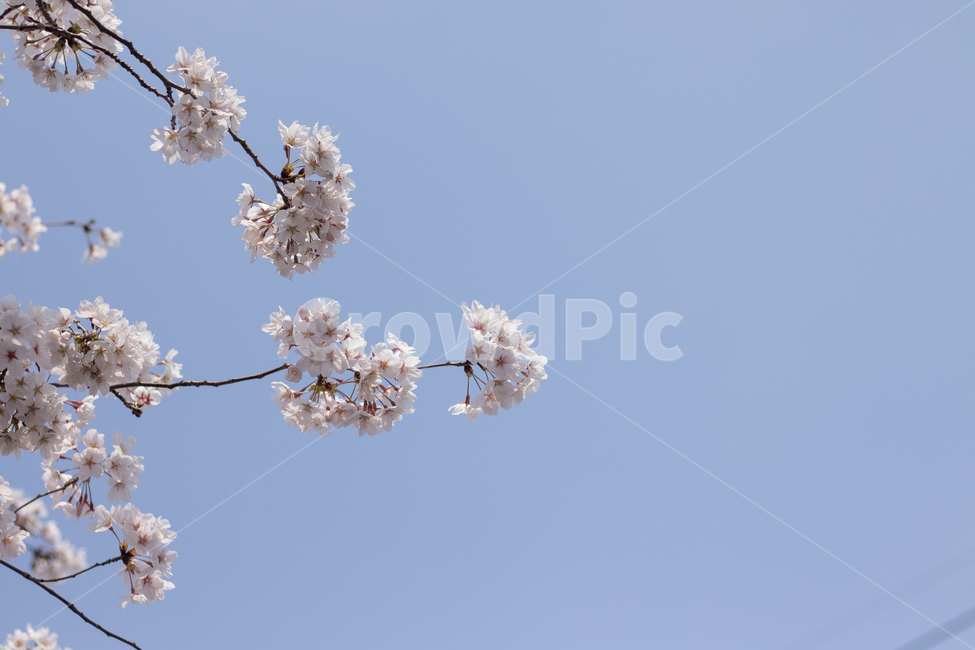 식물,꽃,벚꽃,봄,푸른하늘,blossom,flower