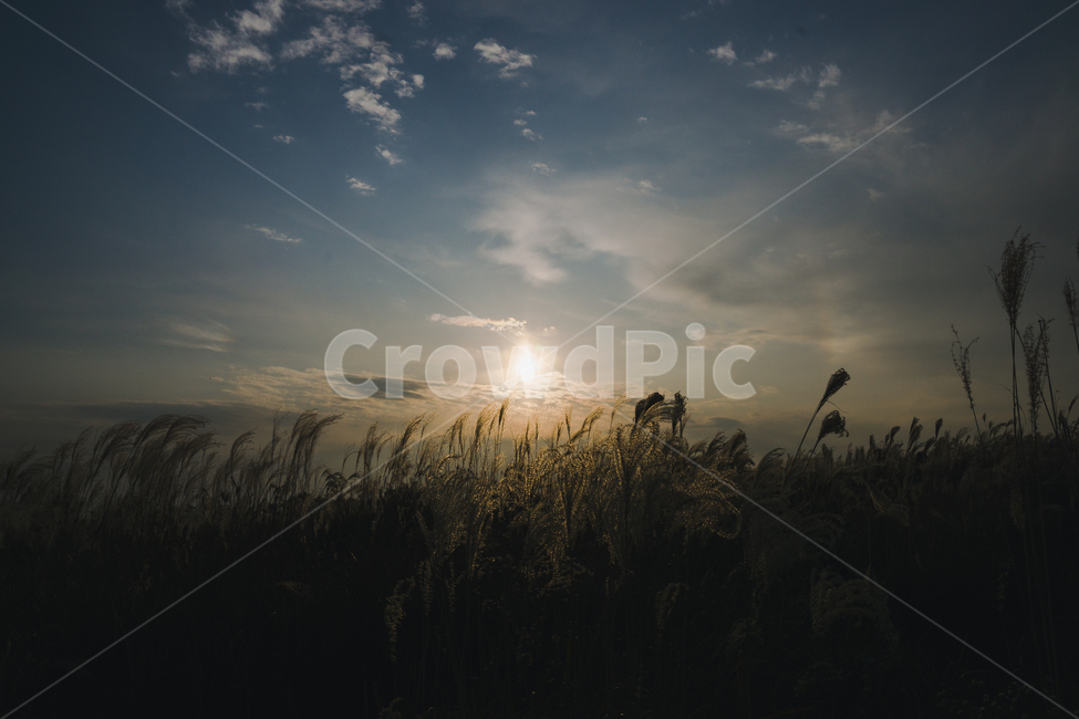 nature,자연,outdoors,옥외,갈대,풍경,plant,식물,reed,빛,flare,플레어