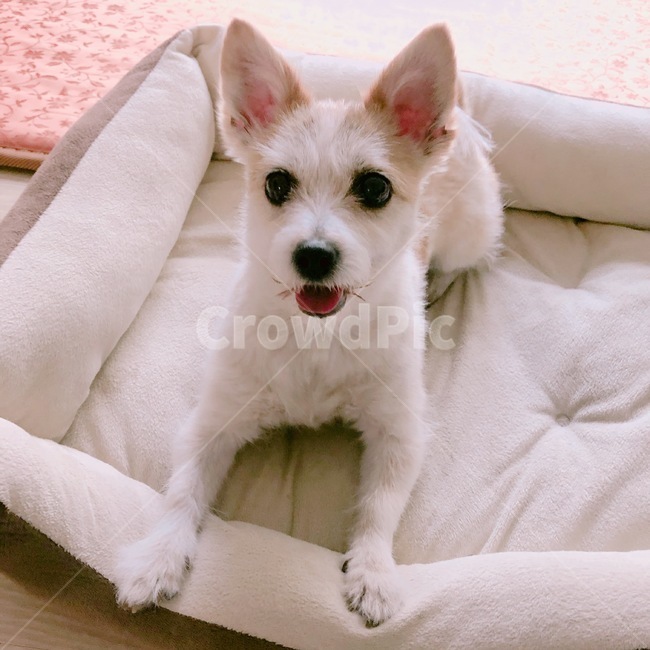 강아지,개,귀여운,쫑긋,혀,dog,동물,animal,포유류,mammal,개,강아지,dog,doggy
