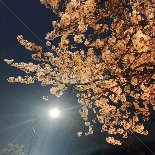 봄꽃,spring,벚꽃,봄,꽃,밤하늘
