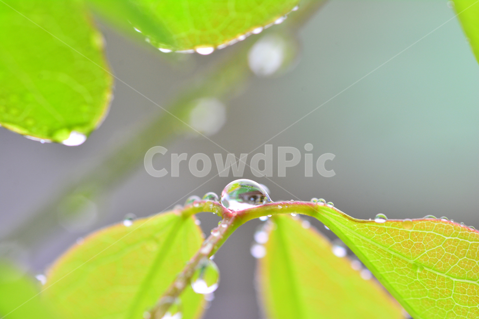 이슬,물방울,풀잎이슬,투명,빗방울,봄비,dew,water,맺히다,방울방울,plant,green,초록,싱그러운,신선한,맑은,아침이슬,해맑은,빗물,초본,영롱한,접사,마크로,클로즈업,fresh,clean,clear,natural,자연,식물,자연,plants,nature