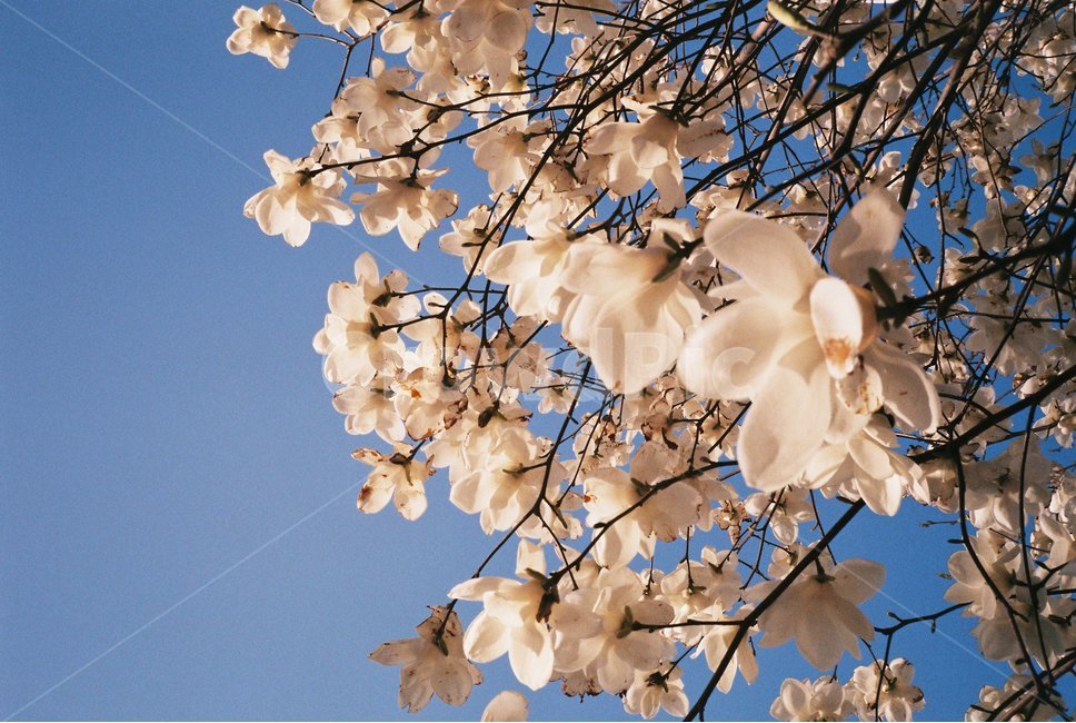 목련,꽃,식물,봄,하늘,flower,식물,자연,plants,nature,꽃,flower
