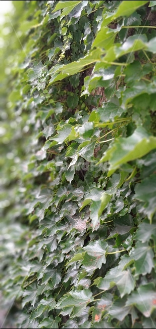 식물,자연,벽,담쟁이,담쟁이덩쿨,녹색,그린,green,식물,자연,plants,nature