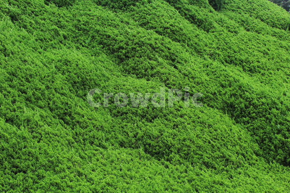 초록,패턴,풀,잎,잔디,grass,leaves,pattern,green,tree,식물,자연,plants,nature