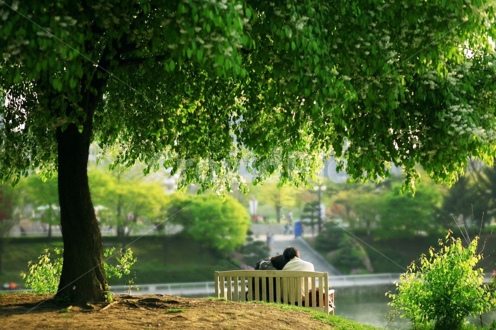 식물,tree,나무,공원,park,자연,풍경,nature,landscape,연인,커플,사랑,lover,couple,grass,잔디,plant,lawn,outdoors,옥외
