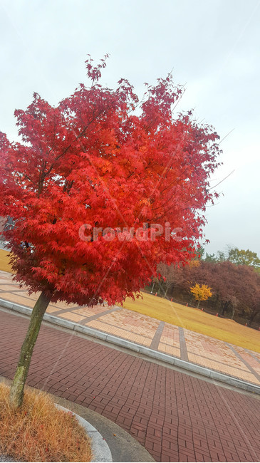 가을,단풍,주차장,하늘,산책로,가을,계절,fall,autumn,season,tree,나무,plant,식물,maple