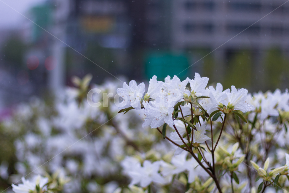 꽃,봄,꽃사진,봄풍경,봄꽃,비맞는꽃,비오는풍경,빗방울,봄,계절,spring,season,식물,자연,plants,nature,꽃,flower,비,비오는날,rain,rainy,plant,geranium,제라늄,blossom
