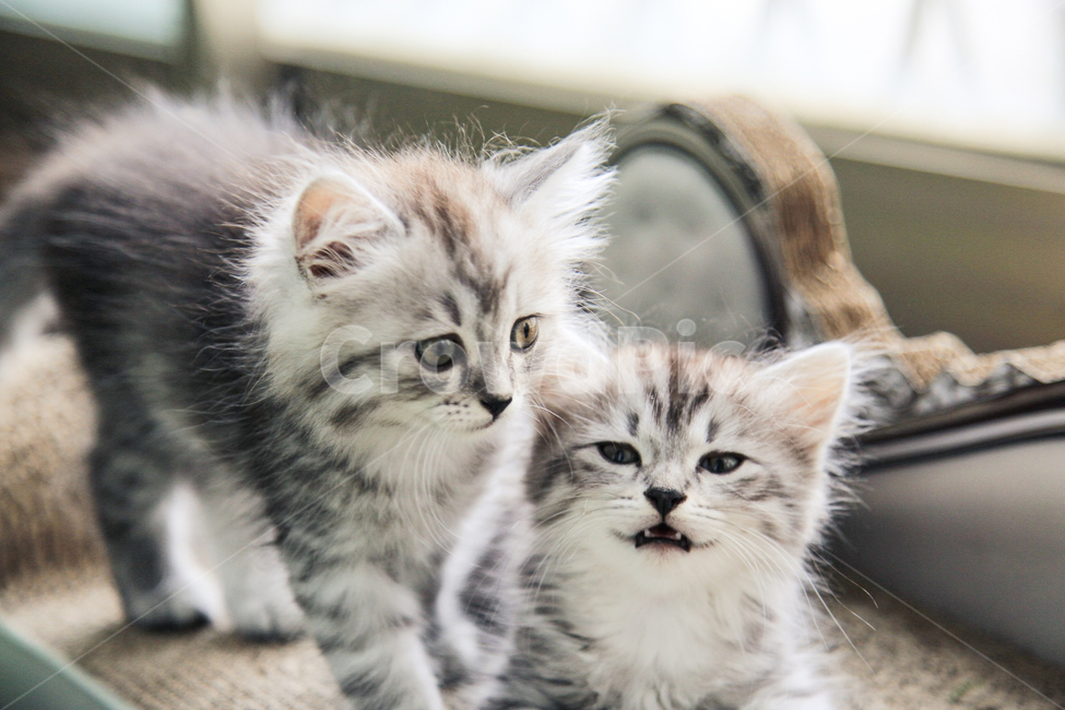 반려동물,반려묘,고양이,애완동물,동물,동물,animal,포유류,mammal,고양이,cat,kitten,kitty