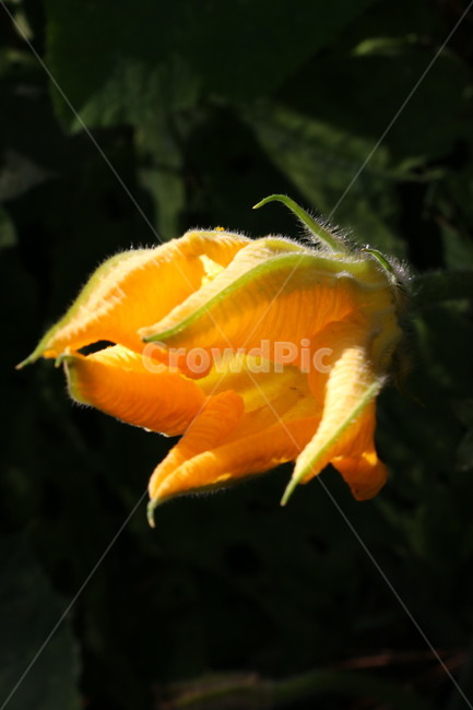 yellow,orange color,pumpkin,pumpkin flower