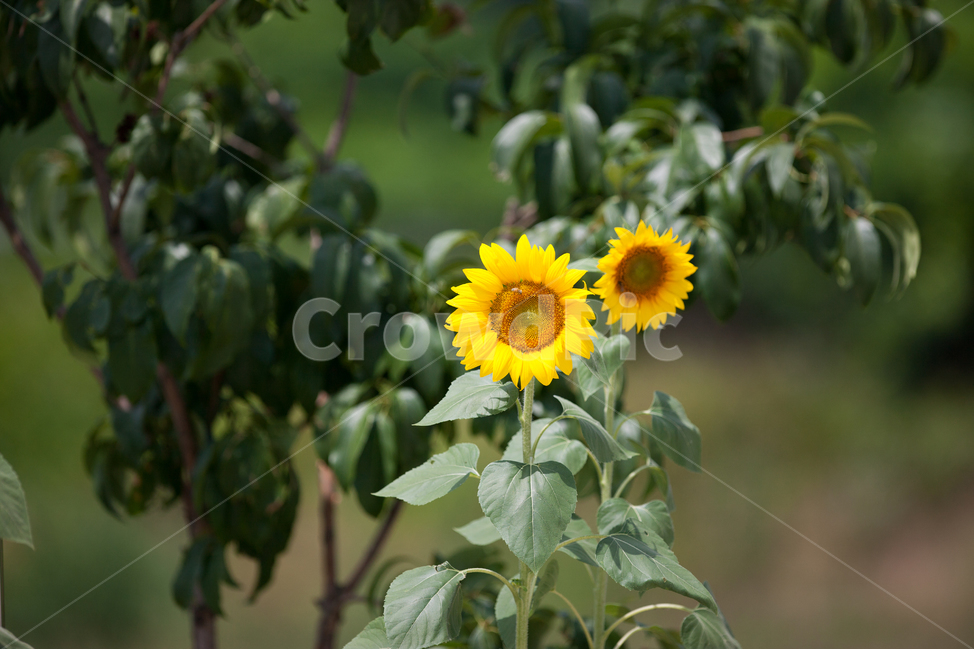 해바라기,들꽃,봄꽃,여름꽃,해바라기씨,식물,자연,plants,nature,꽃,flower