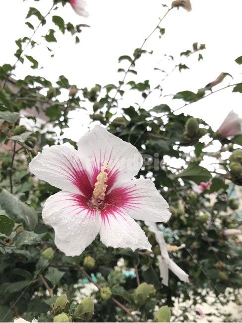 꽃,식물,자연,노랑,초록,flower,hana,plants,shokubutsu,nature,yellow,kiiro,green,midori,무궁화,mugunghwa,흰색,빨강,white,shiro,red,aka,비,물,rain,ame,water,mizu,분홍,pink,pinku,식물,자연,plants,nature,꽃,flower