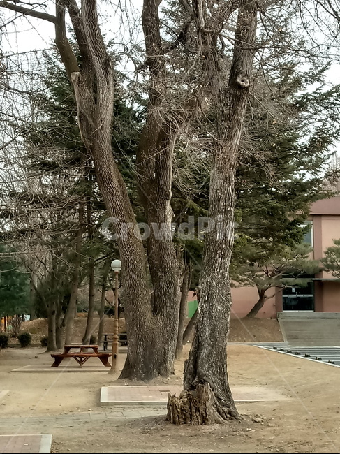 나무,식물,plant,tree,treetrunk,나무줄기,자연,큰나무,나무의자,건물,식물,자연,plants,nature,나무,trees,wood