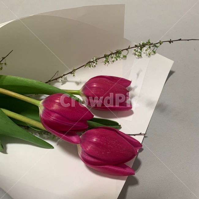 blossom,꽃,flower,식물,tulip,튤립,꽃다발