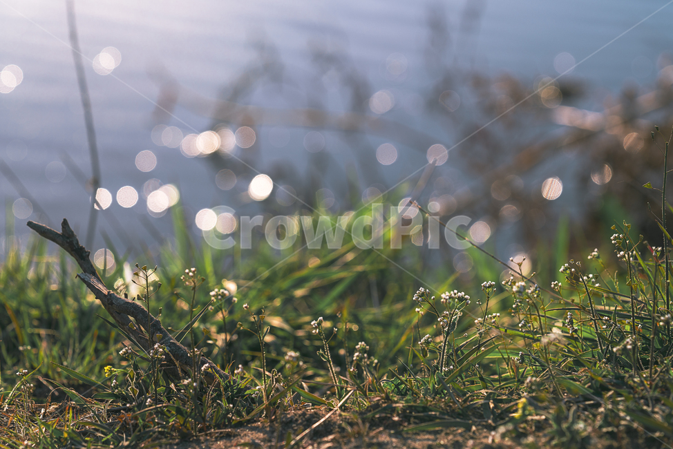 봄꽃,꽃,플라워,flower,자연,생명,생물,계절,grass,잔디,식물,plant