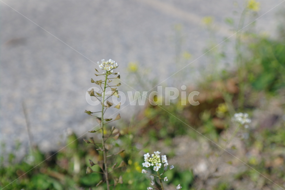 자연,꽃,풀,들꽃,flower
