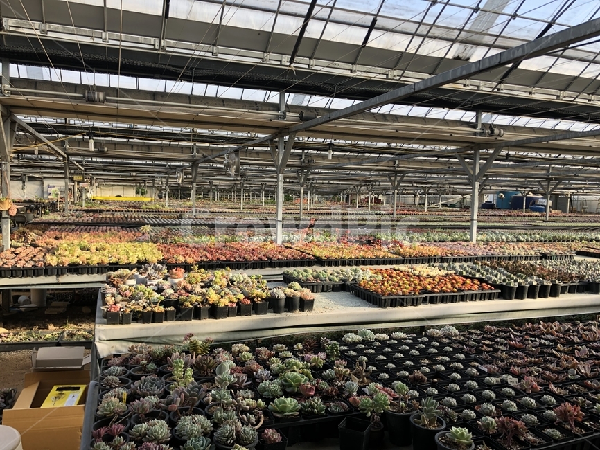 선인장,농원,다육,농장,비닐하우스,온실,실내용화초,화분,화초,house plant