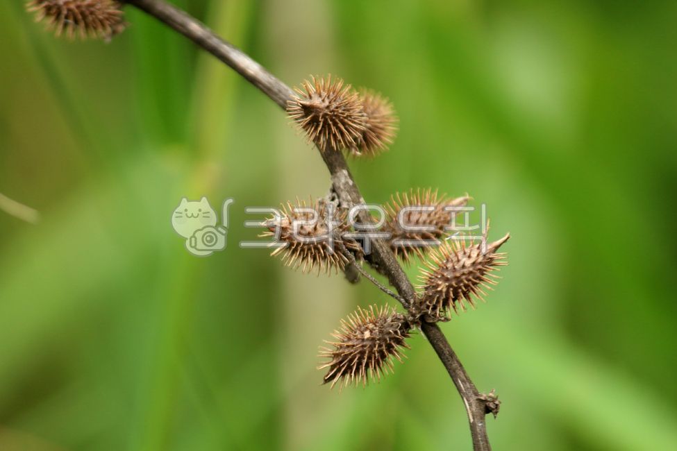 식물,plant,열매,갈퀴,도꼬마리