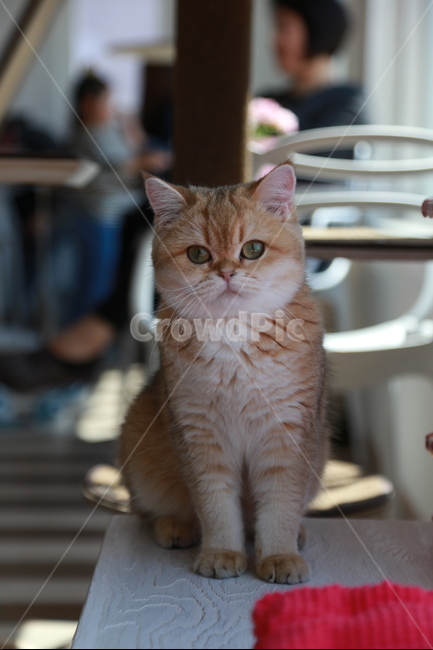 고양이,동물,브리티시숏헤,냥이,고양이카페,cat,동물,animal,포유류,mammal,고양이,cat,kitten,kitty