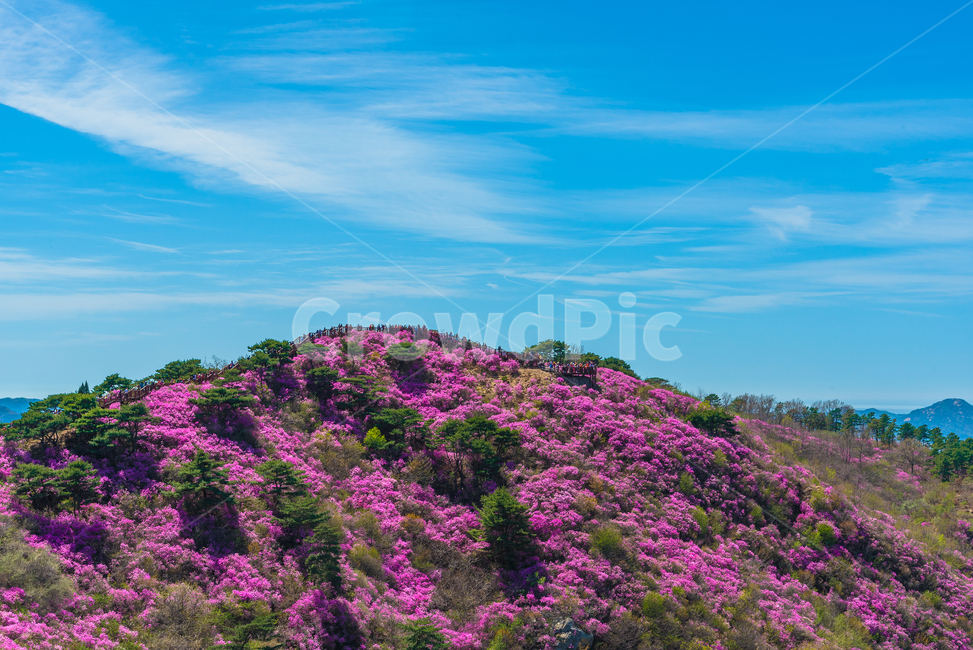 진달래꽃,진달래축제,강화도고려산,고려산진달래,봄꽃,꽃축제,자연,풍경,nature,landscape,한국자연풍경,한국자연경관,korea nature landscape,plant,식물