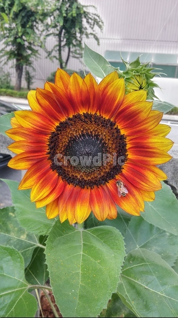 해바라기,벌,태양,꽃,해,식물,자연,plants,nature,꽃,flower