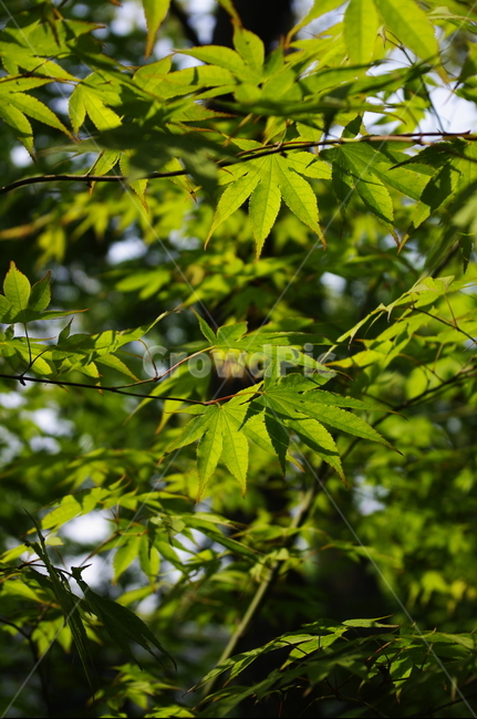 숲,나무,식물,plant,봄,spring,초록,잎,식물,자연,plants,nature