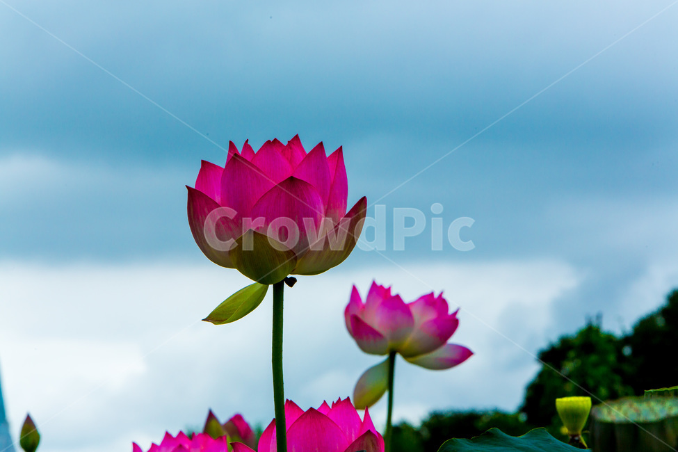 연꽃,연잎,자연,하늘,무늬,식물,자연,plants,nature,꽃,flower