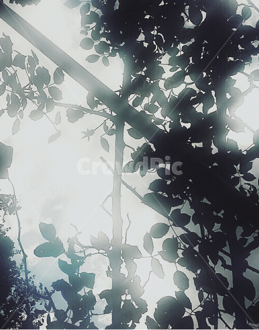 역광,나무,나뭇잎,해,햇빛,오후,낮,태양,자연,날씨,여름,계절,잎,잎사귀,식물,자연,plants,nature