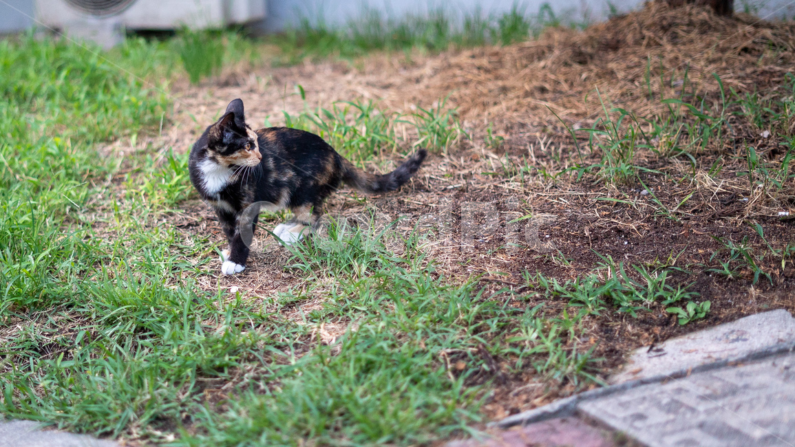 길고양이,고양이,길냥이,동물,아기고양이,새끼고양이,cat,pet,animal,코리안숏헤어,포유류,코숏,동물,animal,포유류,mammal,고양이,cat,kitten,kitty