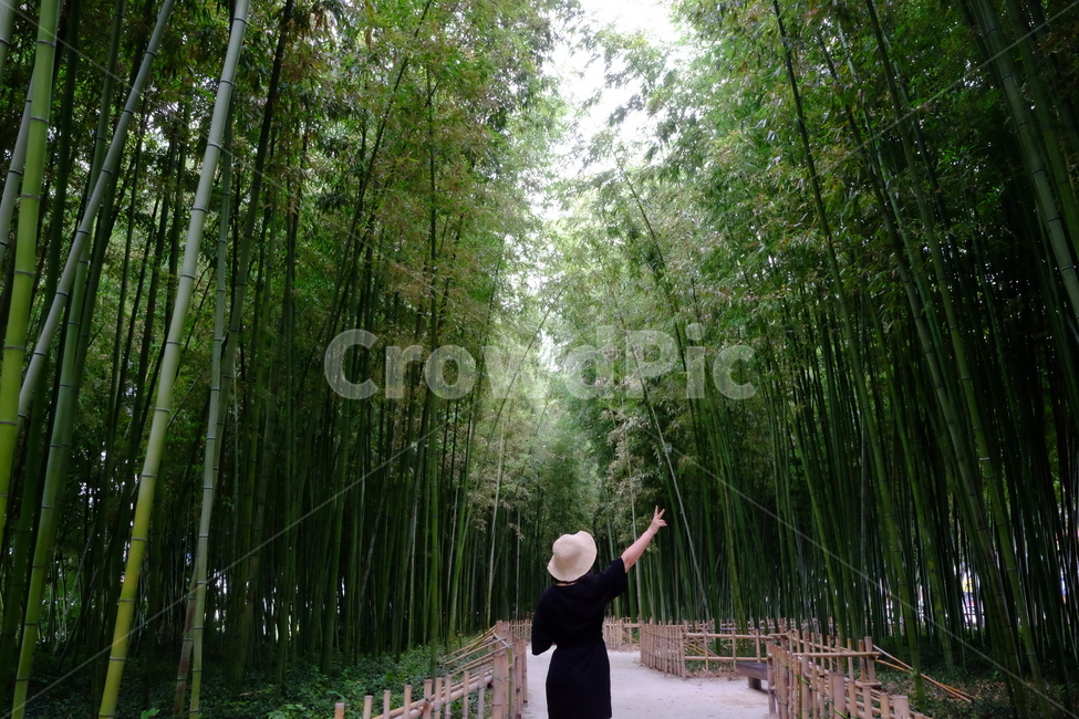 대나무,대나무숲,초록,산책,감성사진,여름,대숲,자연,풍경,nature,landscape,사람,인물,인간,human,person,여성,여자,woman,female,lady,plant,식물,bamboo