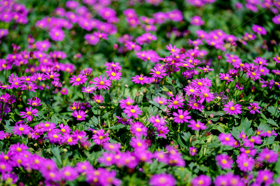 구절초,봄,꽃,봄꽃,자연,식물,근접,식물,자연,plants,nature,꽃,flower