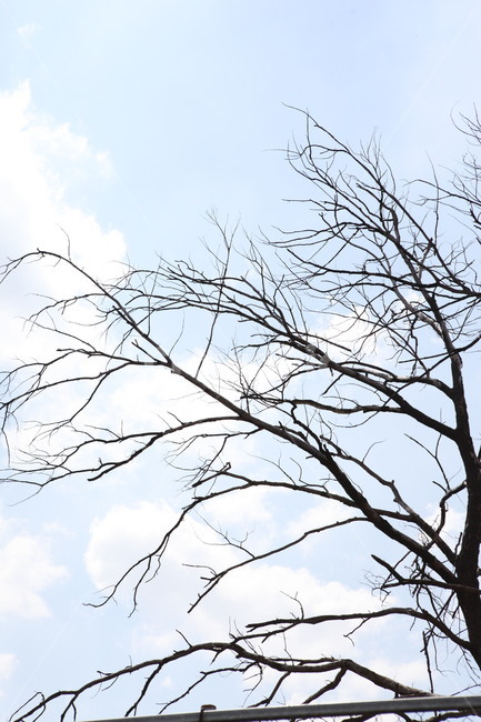 나무,자연,구름,하늘,풍경,겨울,계절,winter,season,식물,자연,plants,nature,나무,trees,wood