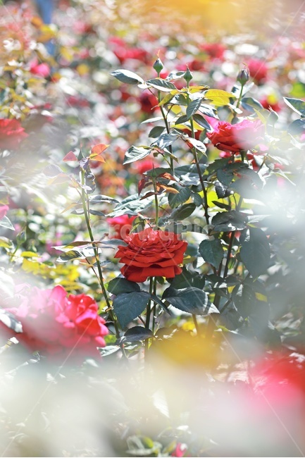 장미,빨간장미,공원,정원,rose,red,redrose,장미정원,장미꽃,flower,식물,자연,plants,nature,꽃,flower