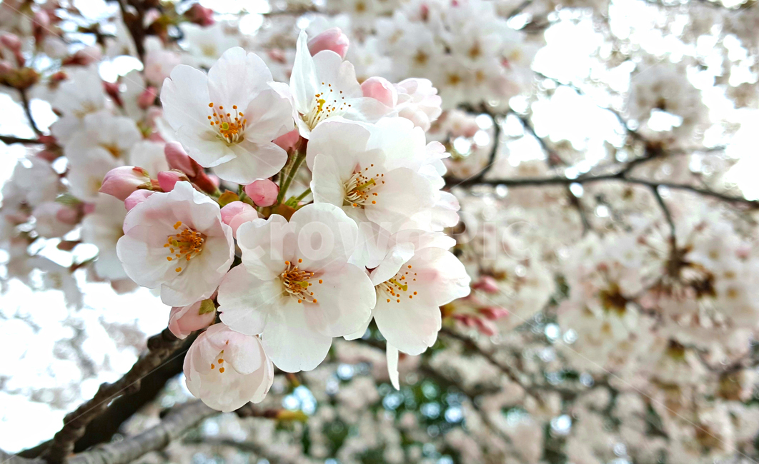 벗꽃,벗나무,봄,cherryblossom,벗꽃길