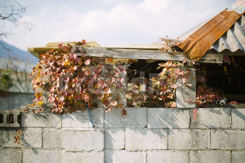가을,단풍,감성,계절,날씨,가을,계절,fall,autumn,season,시골,마을,풍경,landscape,country,rural,town,식물,자연,plants,nature,감성,sensible,feeling,빈티지사진,빈티지느낌,빈티지감성,vintage
