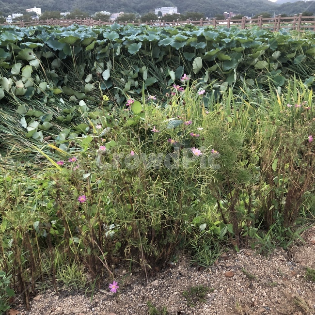 구미,지산샛강생태공원,꽃,flower,분홍꽃,분홍색,분홍,분홍색꽃,초록,연잎,흙,조약돌,모래,자연,자연풍경,풍경,nature,landscape,식물,자연,plants,nature