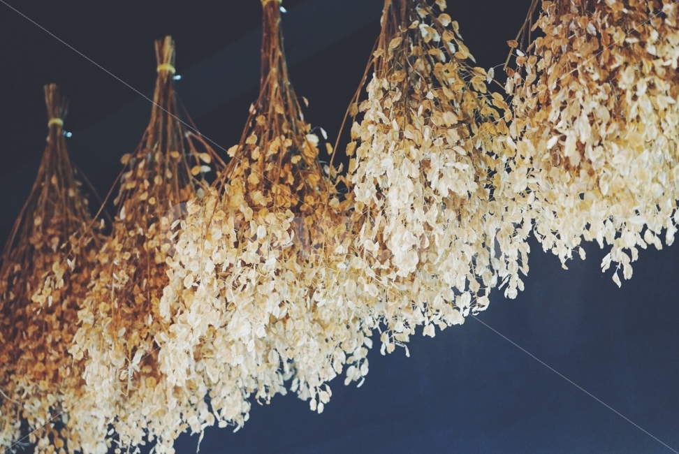 감성사진,안개꽃,필름,필음카메라,감성,식물,자연,plants,nature,꽃,flower,감성,sensible,feeling,인테리어,실내디자인,interior design