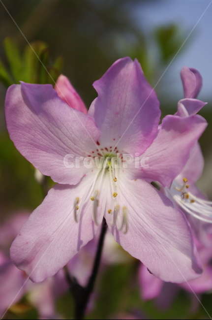 철쭉,꽃,flower,계절,봄,spring,식물,plant,자연,nature,식물,자연,plants,nature,꽃,flower