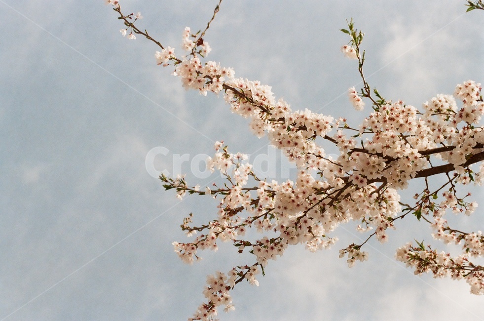 왕벚꽃나무,꽃나무,벚꽃,봄,하늘,구름,봄,계절,spring,season,식물,자연,plants,nature,꽃,flower,plant,blossom
