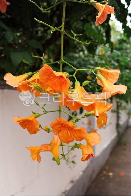 trumpetflower,능소화,여름꽃,꽃,flower,orangecolor
