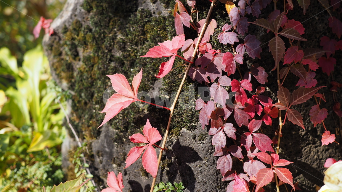 식물,잎,단풍,가을,덩쿨,leaf,plant,autumn,vine,가을,계절,fall,autumn,season,tree,나무,maple