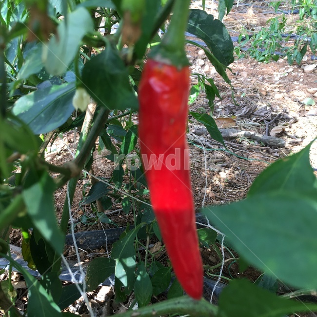 plant,식물,고추,고추밭,땅,흙,농사
